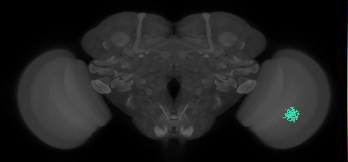 Dm12_R (MaleCNS:55149)