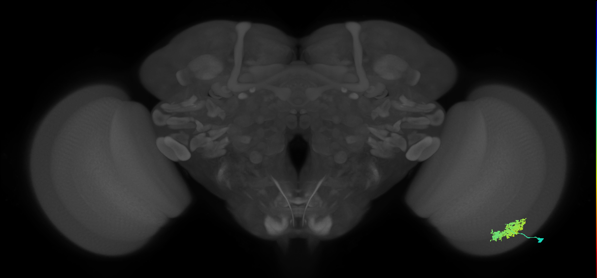 Dm12_R (MaleCNS:29718)