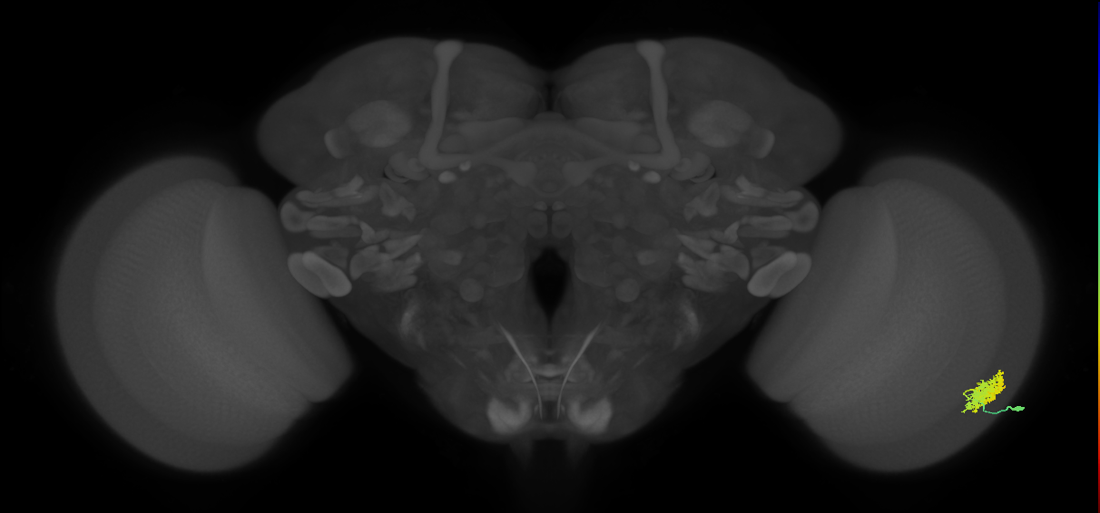 Dm12_R (MaleCNS:35900)