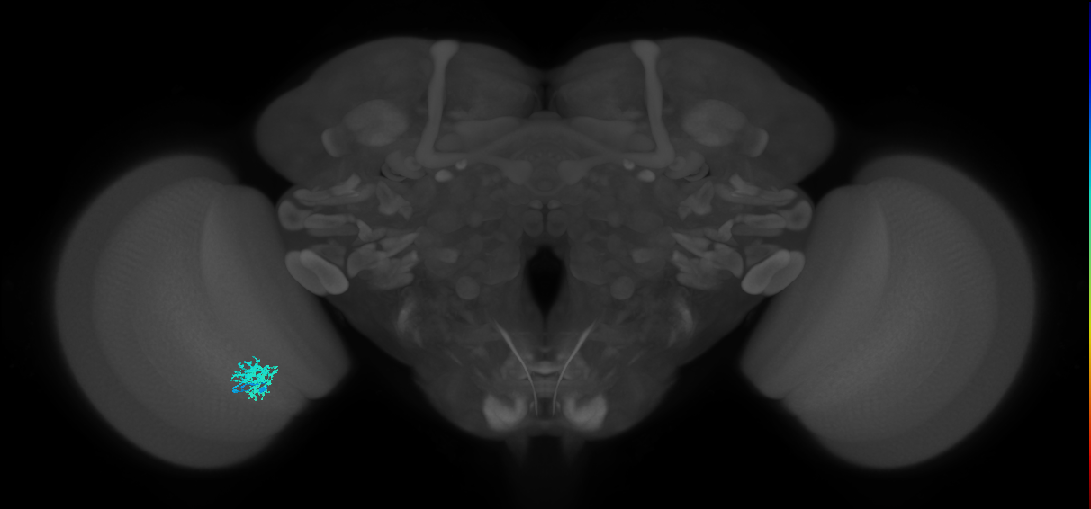 Dm12_L (MaleCNS:104252)