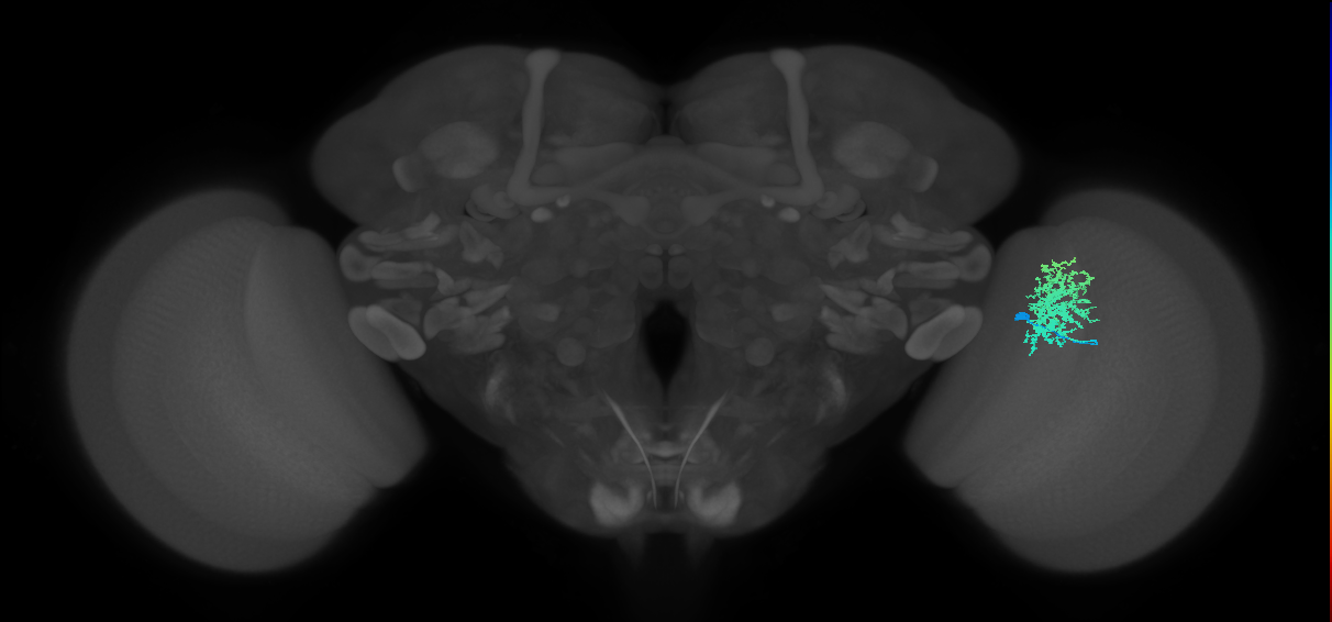 Dm12_R (MaleCNS:31621)