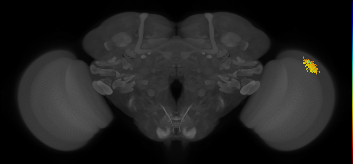 Dm12_R (MaleCNS:37439)