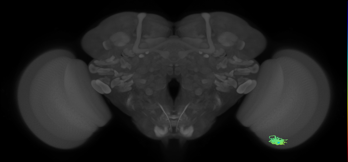 Dm12_R (MaleCNS:39300)