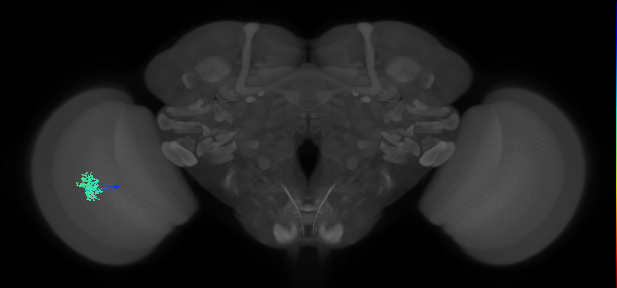 Dm12_L (MaleCNS:45480)