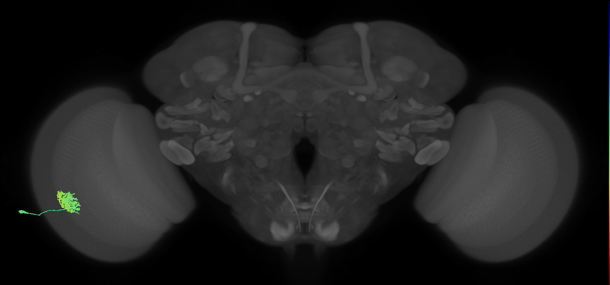 Dm12_L (MaleCNS:532319)