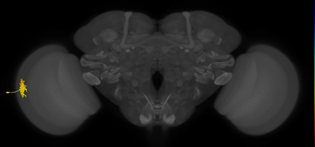 Dm12_L (MaleCNS:75695)