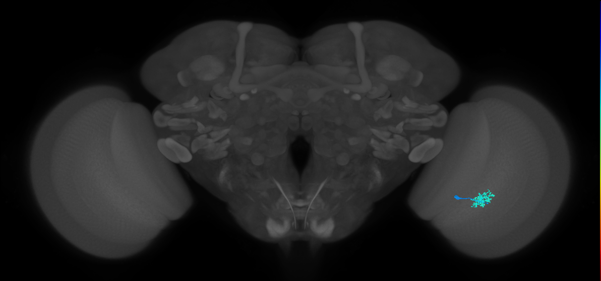 Dm12_R (MaleCNS:70027)