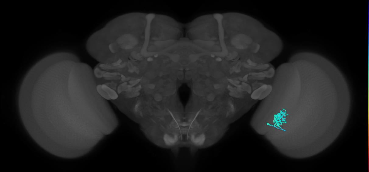 Dm12_R (MaleCNS:43361)