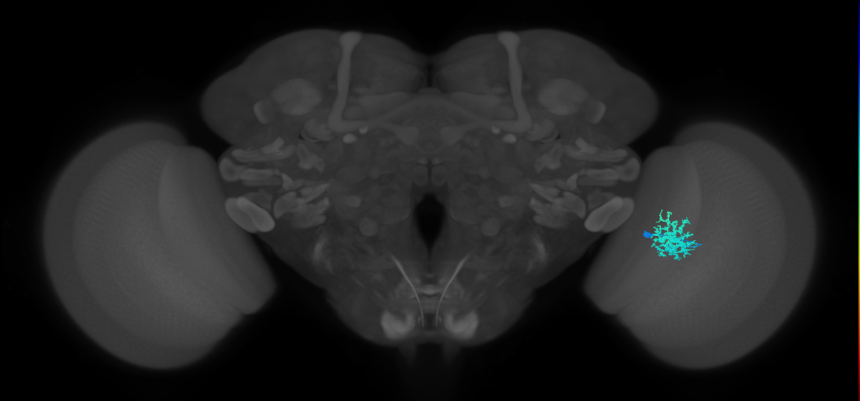 Dm12_R (MaleCNS:40180)