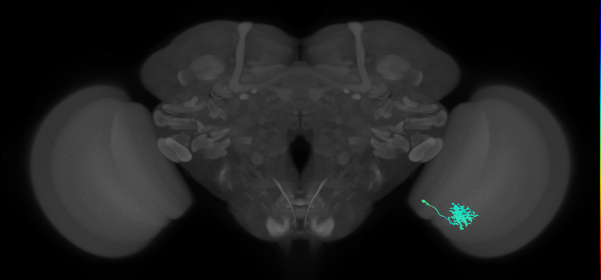 Dm12_R (MaleCNS:49337)