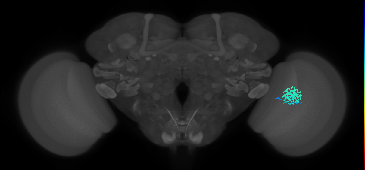 Dm12_R (MaleCNS:33213)