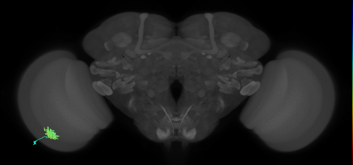 Dm12_L (MaleCNS:221762)