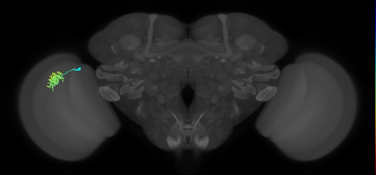 Dm12_L (MaleCNS:148539)