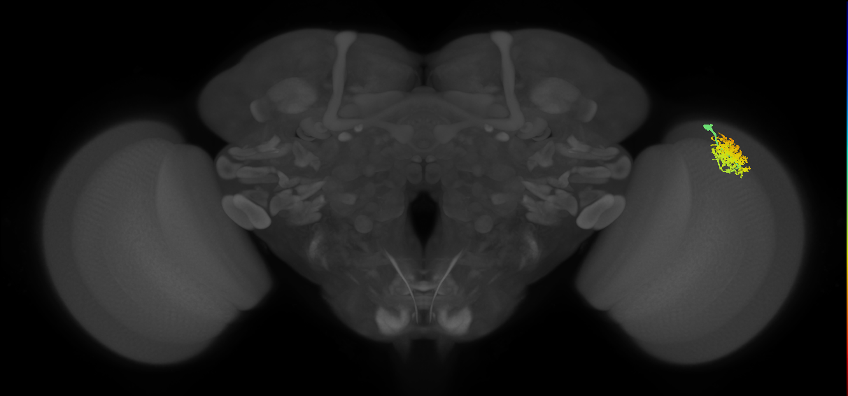 Dm12_R (MaleCNS:28902)