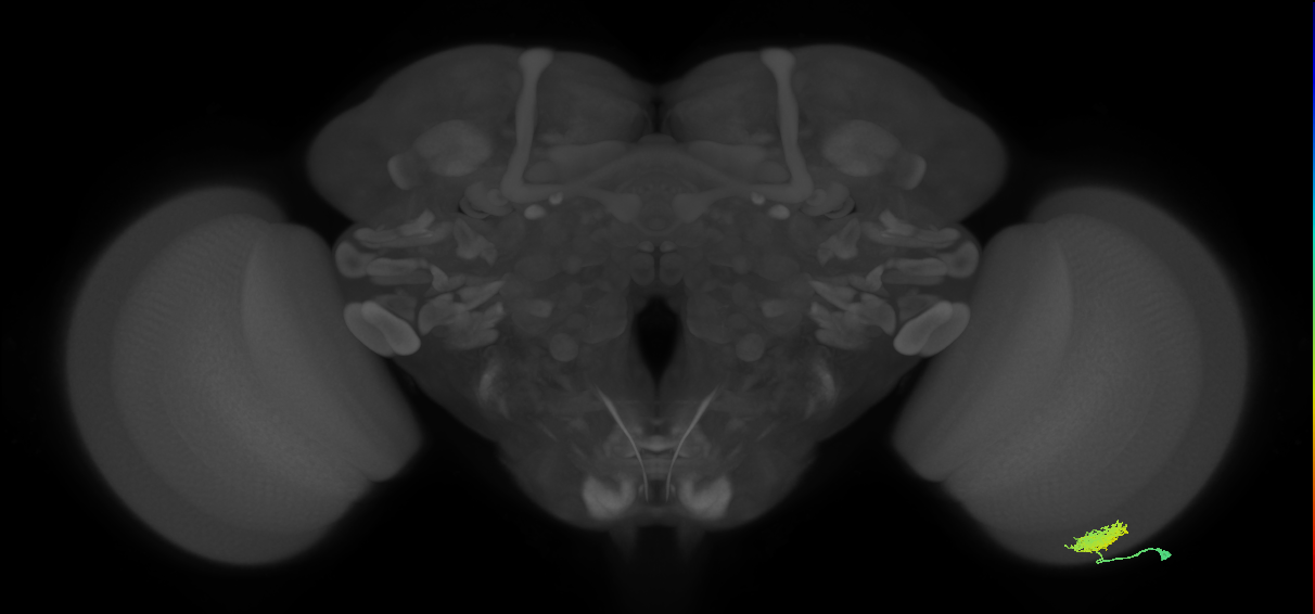 Dm12_R (MaleCNS:47937)