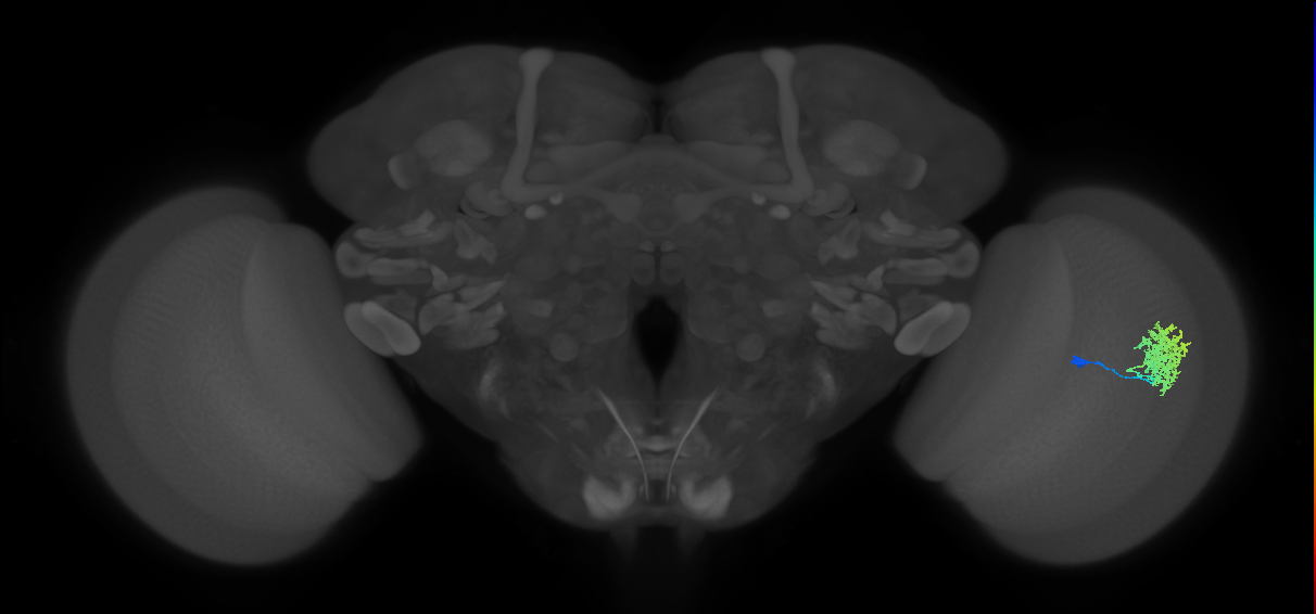 Dm12_R (MaleCNS:52803)