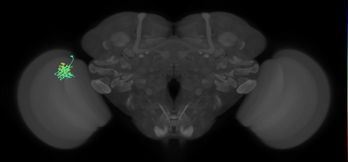Dm12_L (MaleCNS:174669)