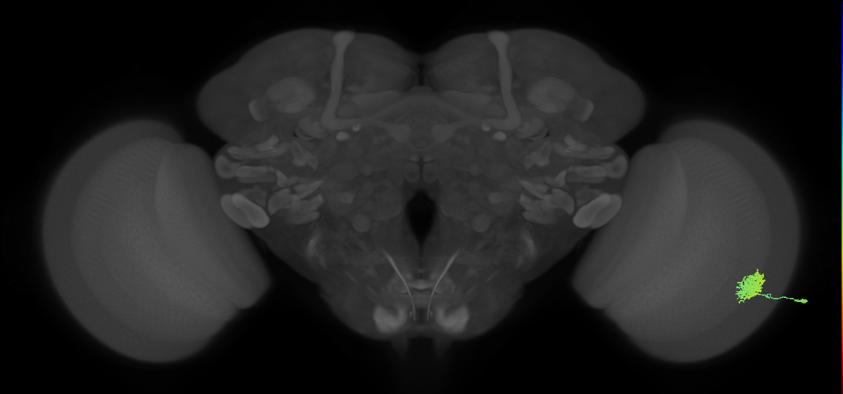 Dm12_R (MaleCNS:30854)