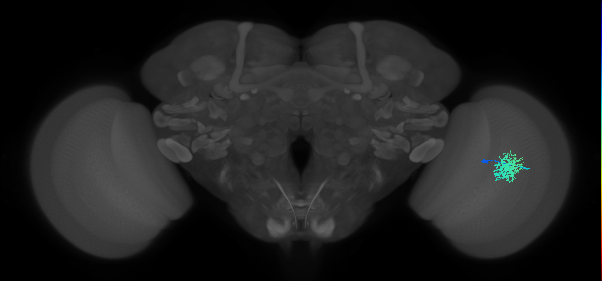 Dm12_R (MaleCNS:51846)