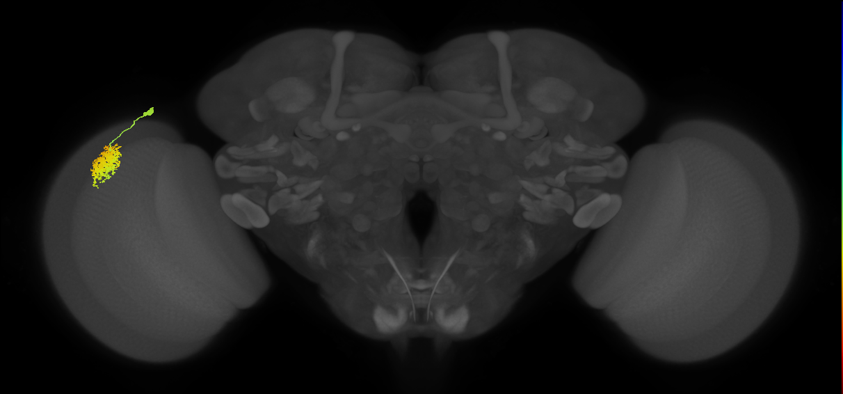 Dm12_L (MaleCNS:83811)