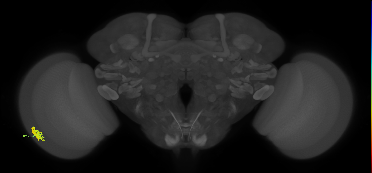 Dm12_L (MaleCNS:83644)