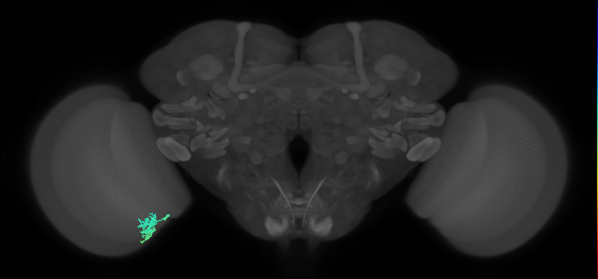 Dm12_L (MaleCNS:75889)