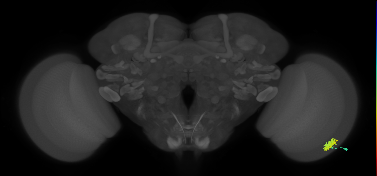 Dm12_R (MaleCNS:47097)