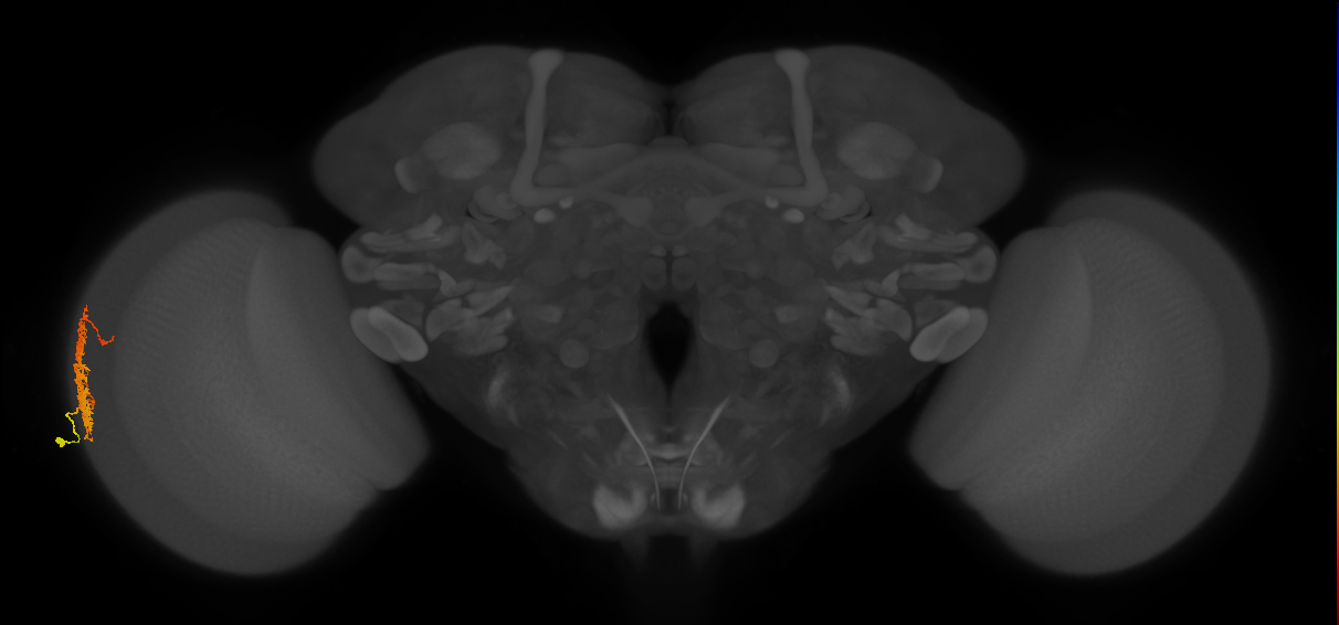 Dm12_L (MaleCNS:226337)
