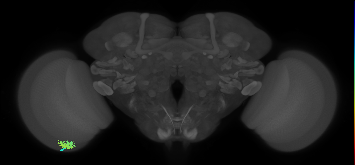 Dm12_L (MaleCNS:140038)