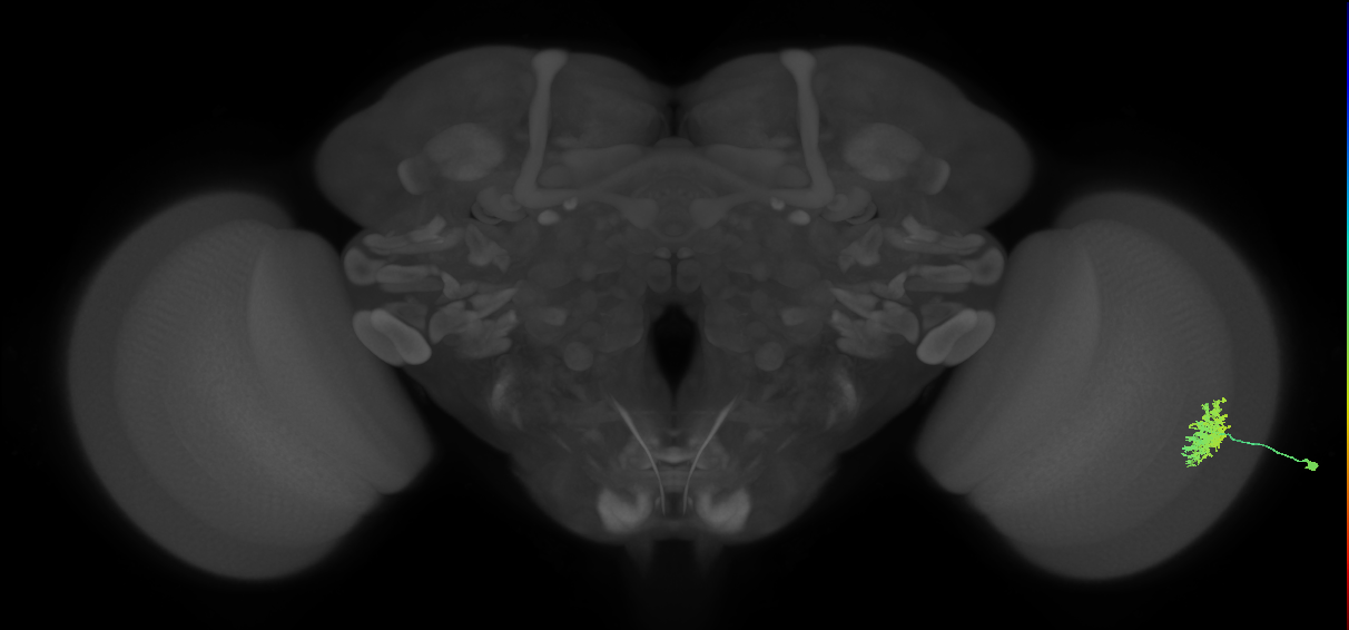 Dm12_R (MaleCNS:46479)