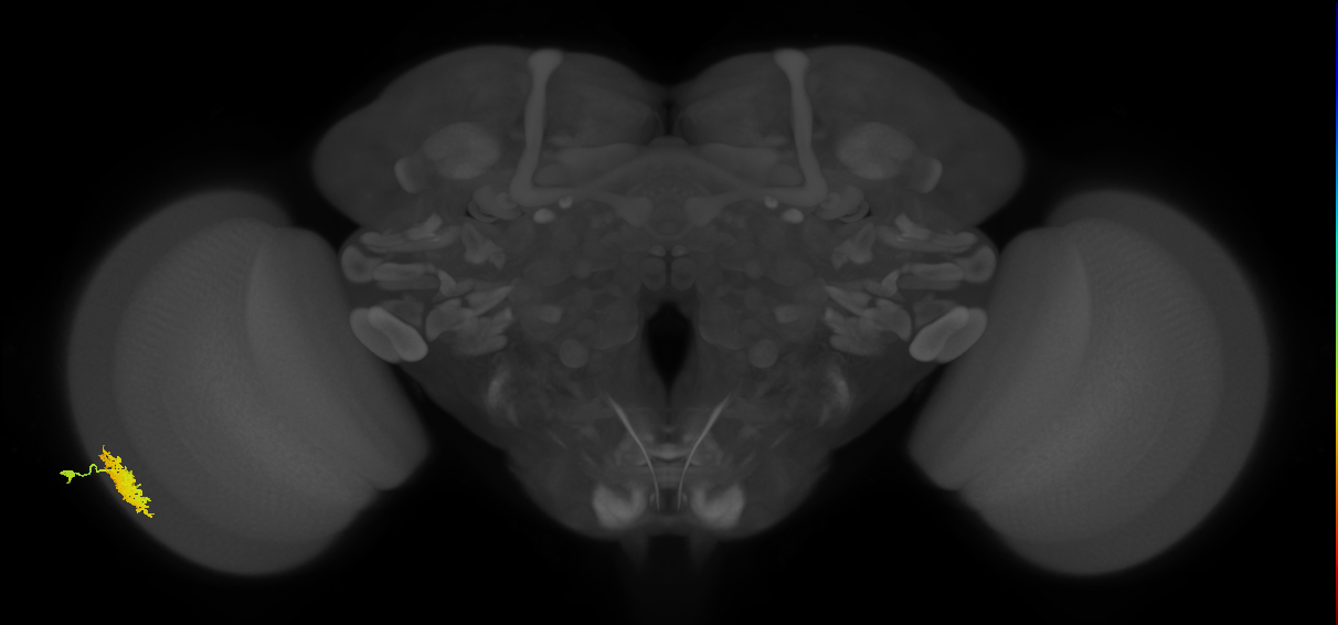 Dm12_L (MaleCNS:57954)