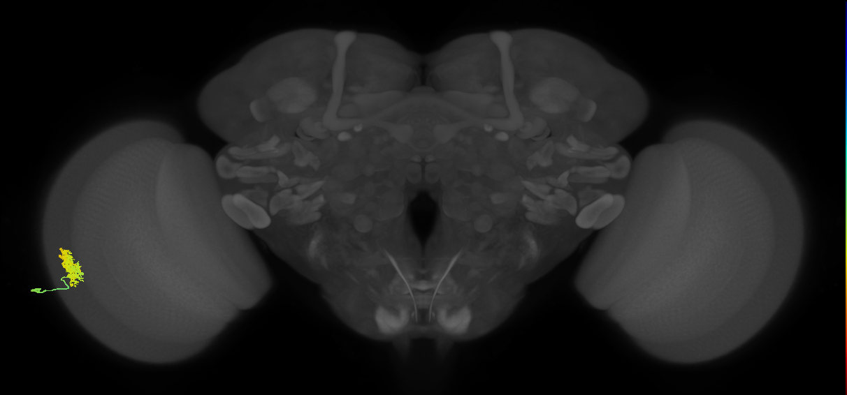 Dm12_L (MaleCNS:525655)