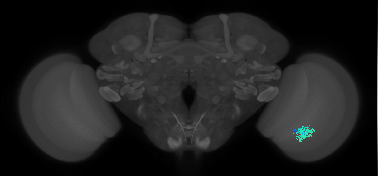 Dm12_R (MaleCNS:51836)