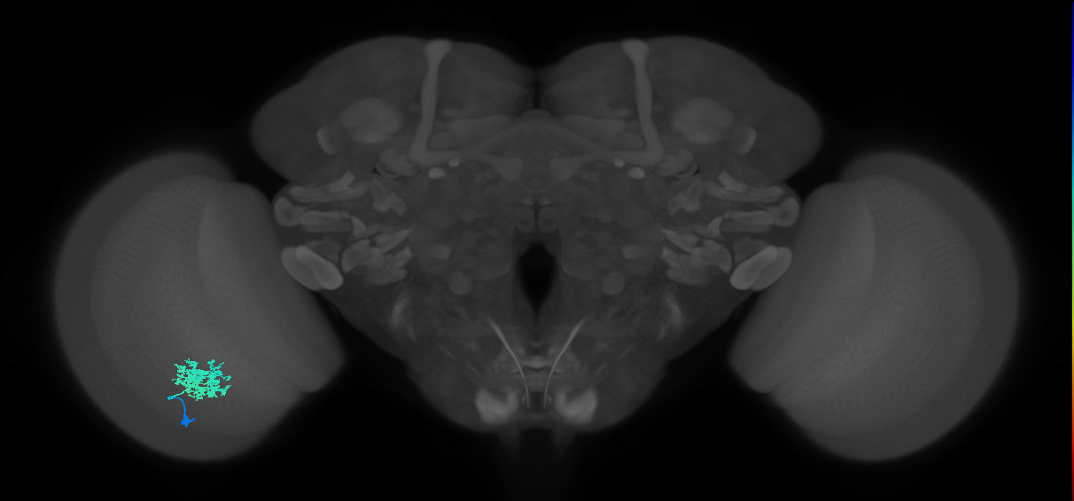Dm12_L (MaleCNS:71491)
