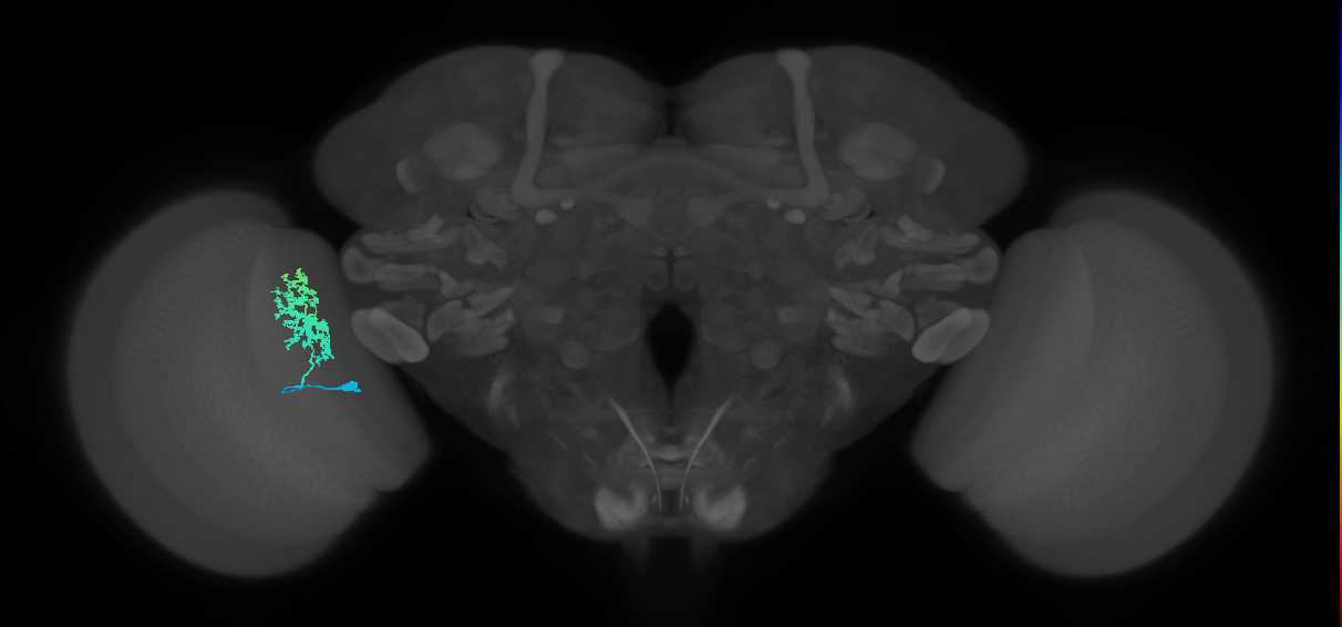 Dm12_L (MaleCNS:121868)