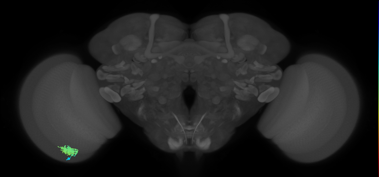 Dm12_L (MaleCNS:139712)