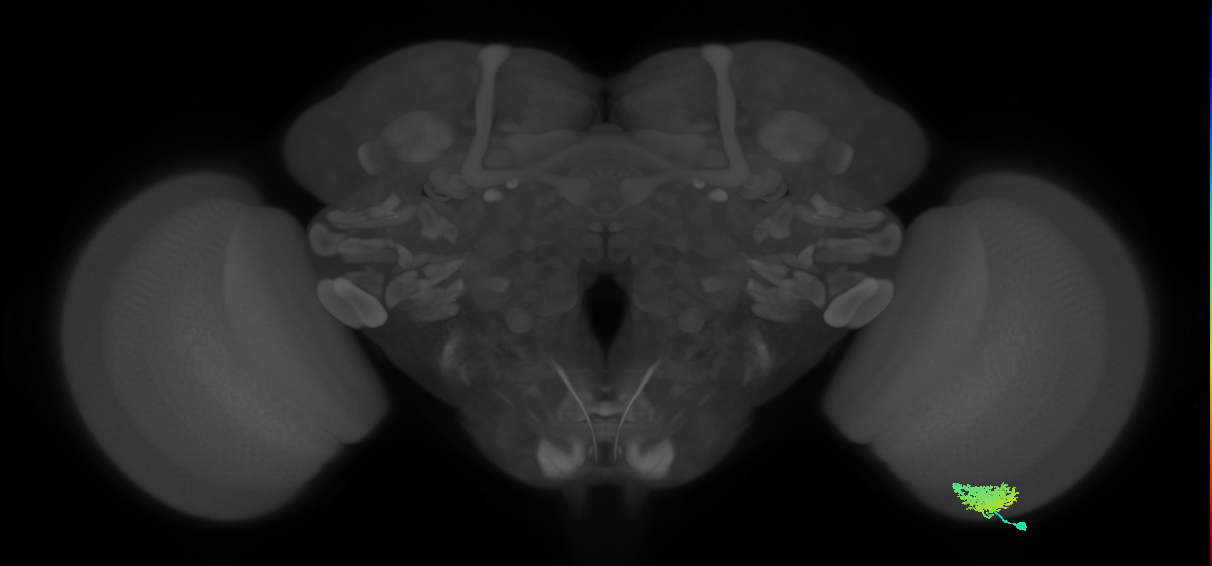 Dm12_R (MaleCNS:30530)