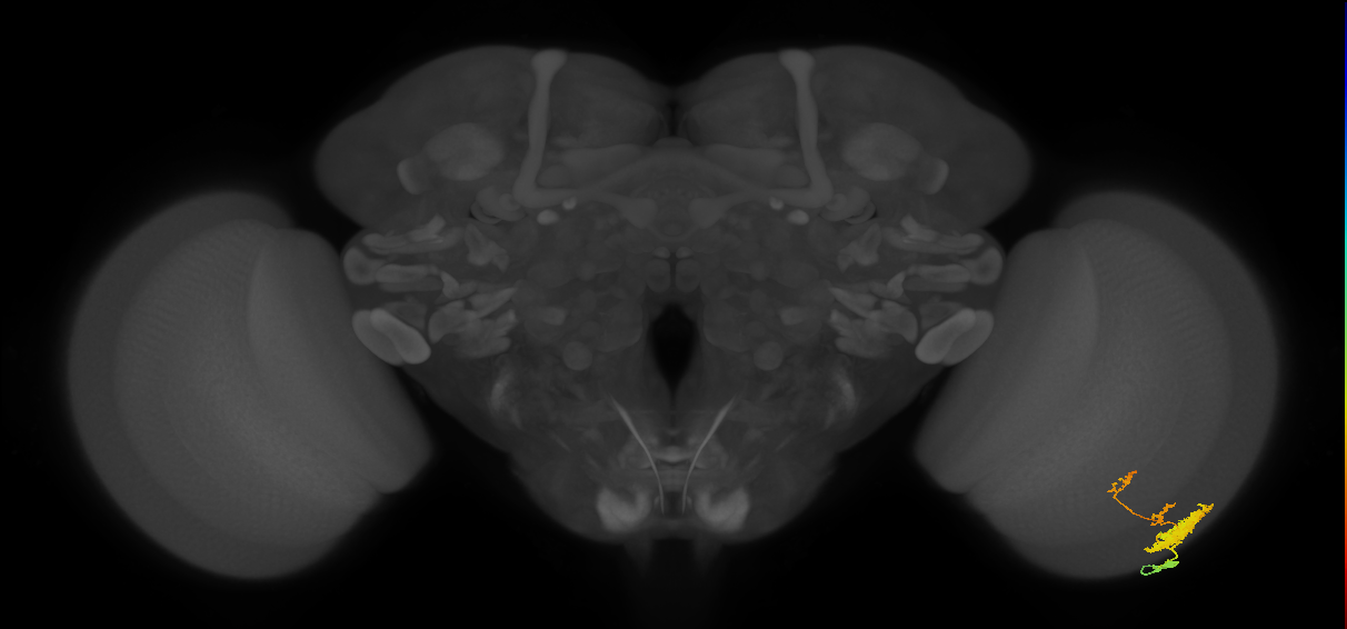 Dm12_R (MaleCNS:40659)