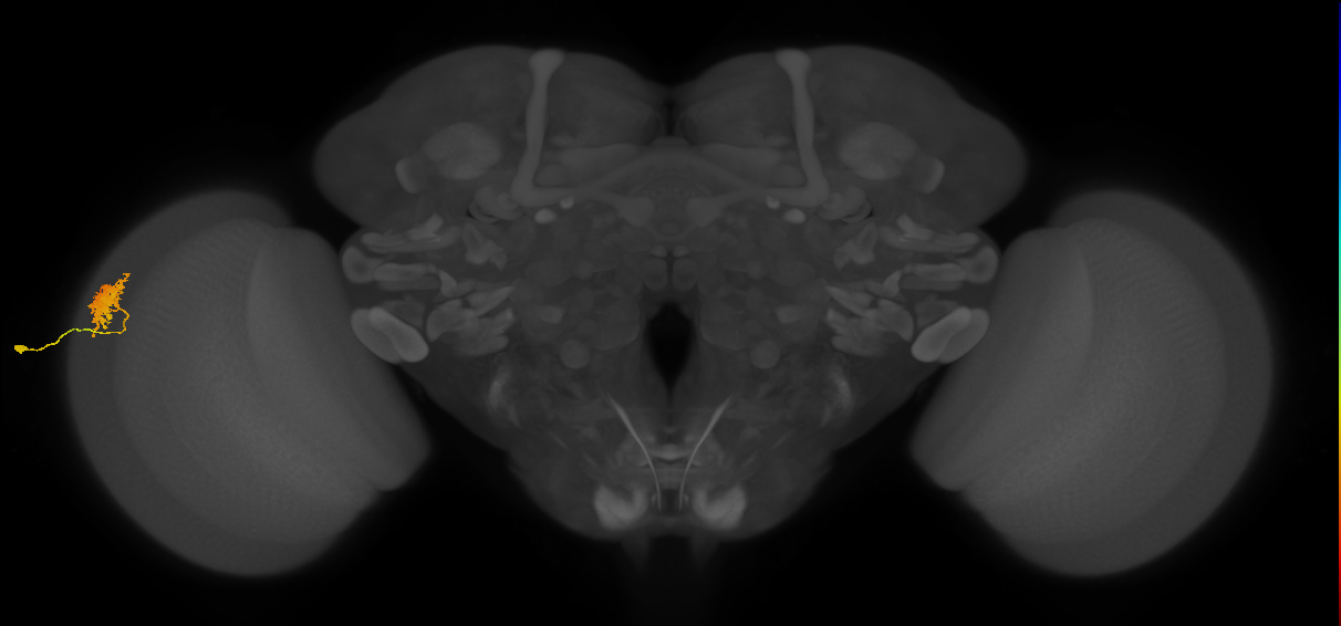 Dm12_L (MaleCNS:64616)
