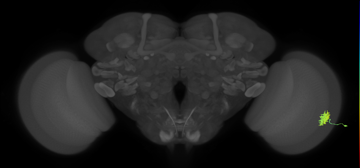 Dm12_R (MaleCNS:42482)