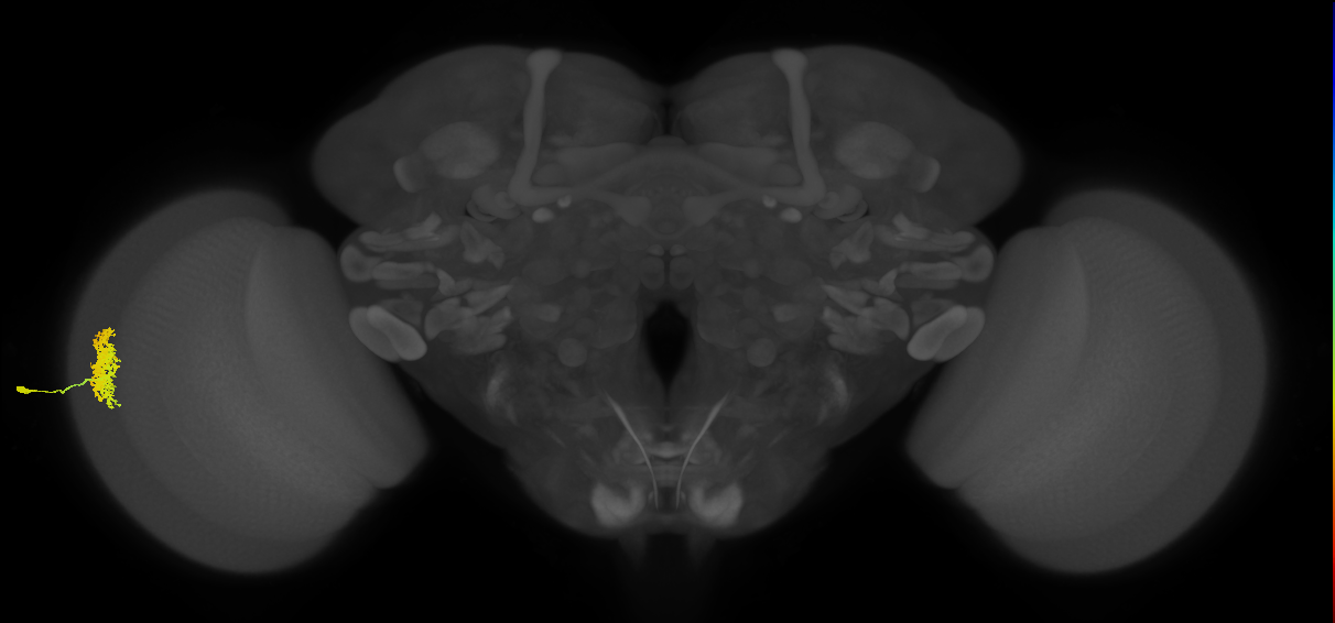 Dm12_L (MaleCNS:77598)