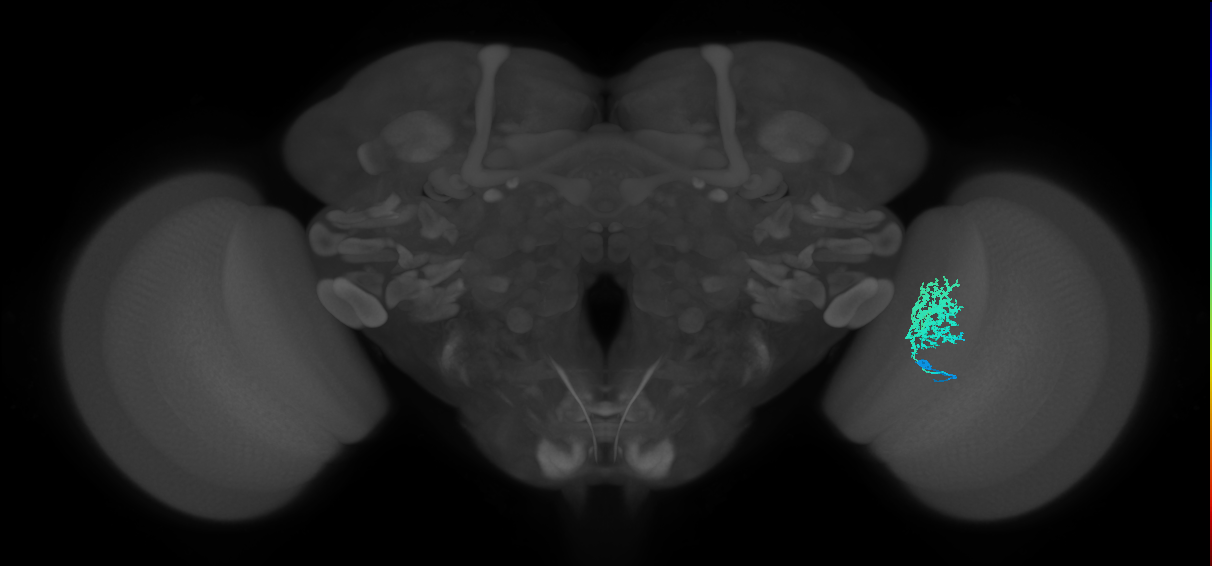 Dm12_R (MaleCNS:31664)