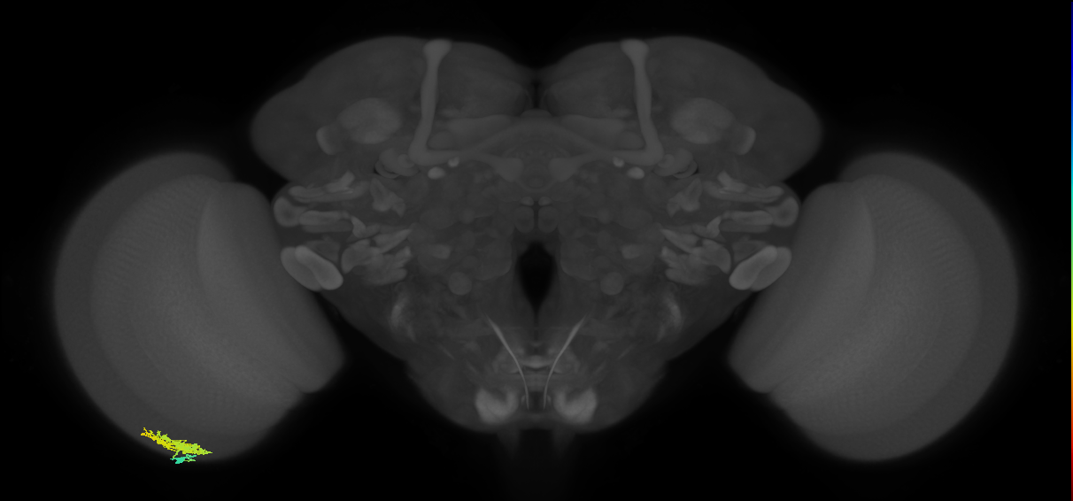 Dm12_L (MaleCNS:82105)