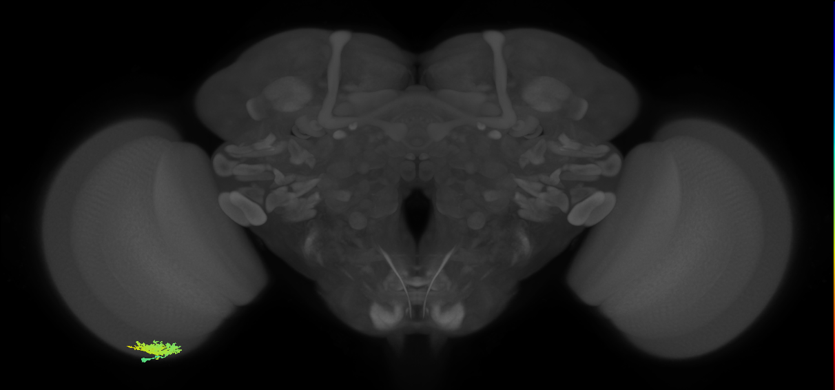 Dm12_L (MaleCNS:530404)
