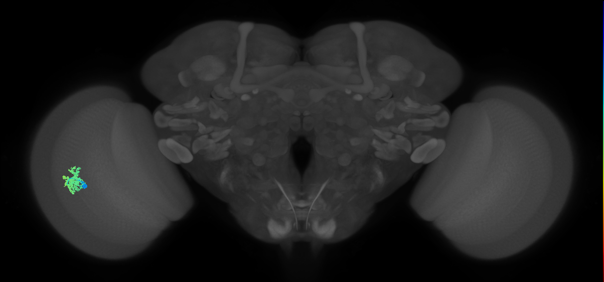 Dm12