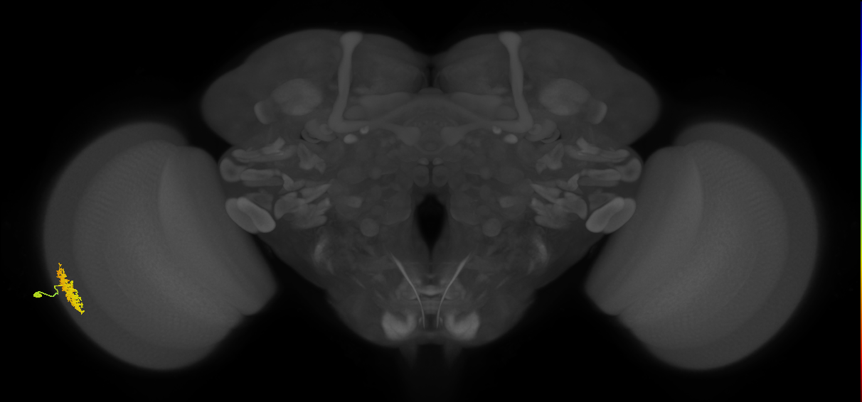 Dm12