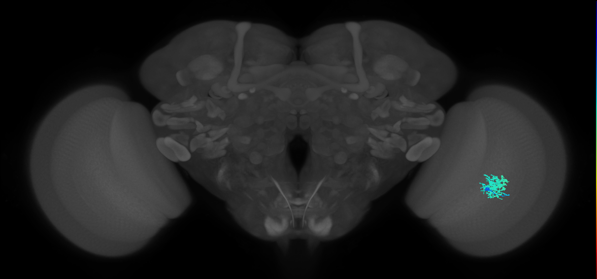 Dm12_R (MaleCNS:38619)