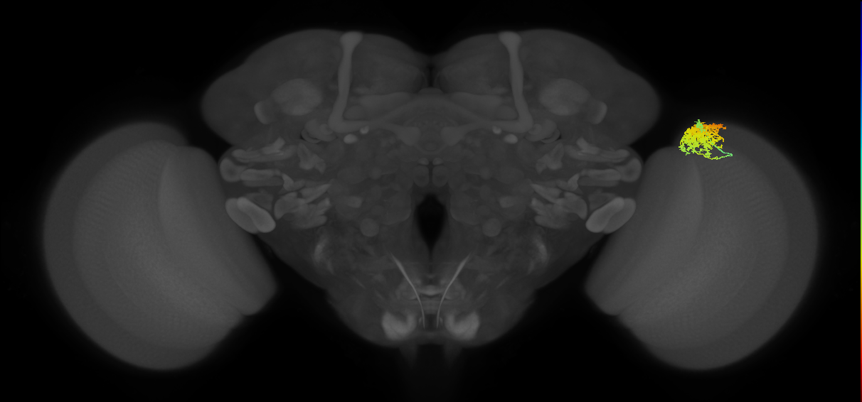 Dm12_R (MaleCNS:30203)
