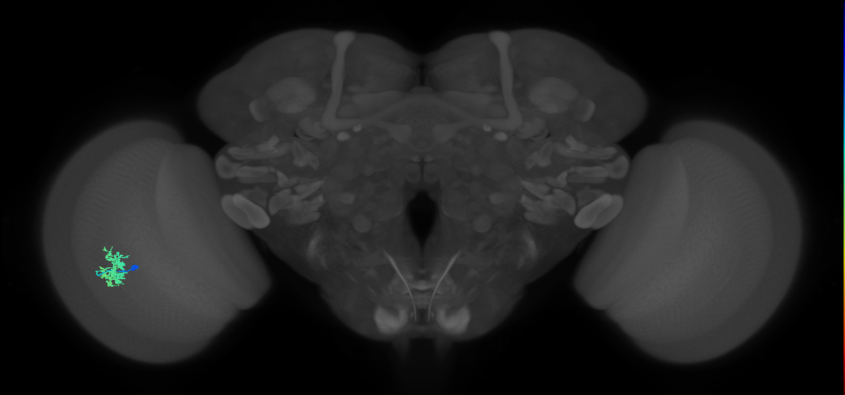 Dm12_L (MaleCNS:89660)