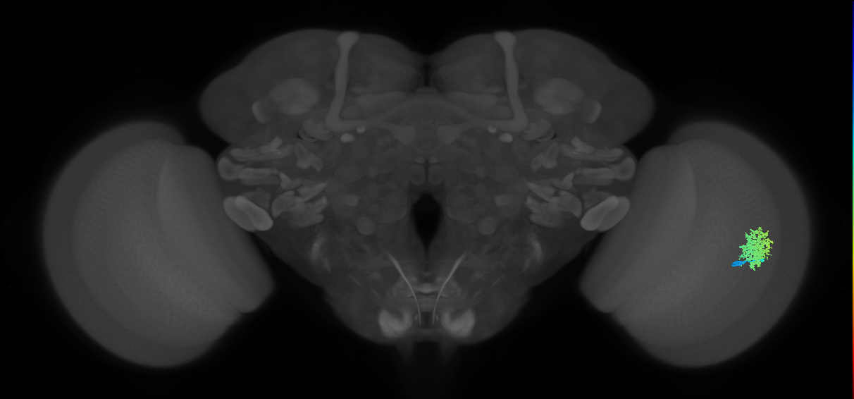 Dm12_R (MaleCNS:38945)